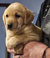 Yellow Collar Male , a male Labrador Retriever for sale in Yakima, WA – Photo 4 of 7