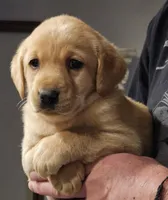 Yellow Collar Male , a male Labrador Retriever for sale in Yakima, WA – Photo 1 of 7