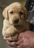 Yellow Collar Male , a male Labrador Retriever for sale in Yakima, WA – Photo 5 of 7