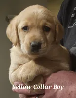 Yellow Collar Male , a male Labrador Retriever for sale in Yakima, WA – Photo 3 of 7