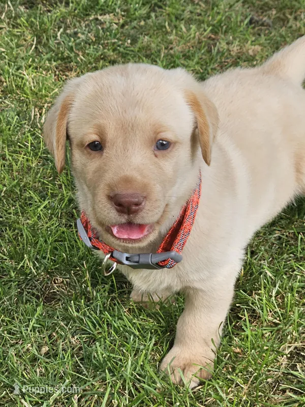 Rustic Collar Yellow Male, a male Labrador Retriever for sale in Yakima, WA – Photo 1 of 5