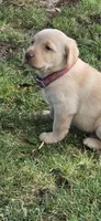 Rustic Collar Yellow Male, a male Labrador Retriever for sale in Yakima, WA – Photo 2 of 5