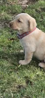 Rustic Collar Yellow Male, a male Labrador Retriever for sale in Yakima, WA – Photo 3 of 5