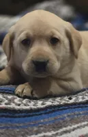 Red Collar Male, a male Labrador Retriever for sale in Yakima, WA – Photo 3 of 8