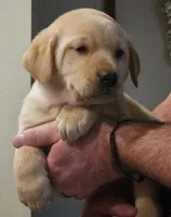 Red Collar Male, a male Labrador Retriever for sale in Yakima, WA – Photo 6 of 8