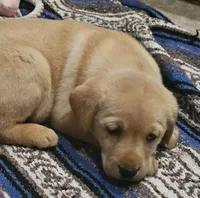 Red Collar Male, a male Labrador Retriever for sale in Yakima, WA – Photo 5 of 8