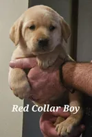 Red Collar Male, a male Labrador Retriever for sale in Yakima, WA – Photo 1 of 8