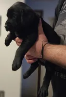 Dark Blue Collar Male, a male Labrador Retriever for sale in Yakima, WA – Photo 5 of 7