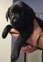 Dark Blue Collar Male, a male Labrador Retriever for sale in Yakima, WA – Photo 4 of 7