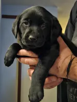 Dark Blue Collar Male, a male Labrador Retriever for sale in Yakima, WA – Photo 2 of 7