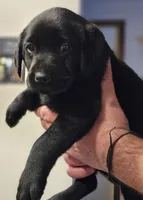 Dark Blue Collar Male, a male Labrador Retriever for sale in Yakima, WA – Photo 7 of 7