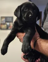 Dark Blue Collar Male, a male Labrador Retriever for sale in Yakima, WA – Photo 6 of 7