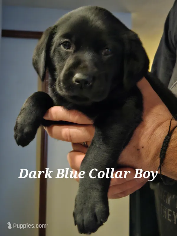 Dark Blue Collar Male