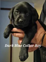 Dark Blue Collar Male, a male Labrador Retriever for sale in Yakima, WA – Photo 1 of 7