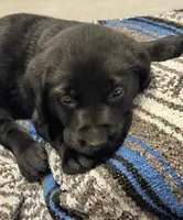 Light Blue Collar Male, a male Labrador Retriever for sale in Yakima, WA – Photo 6 of 6