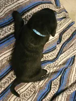 Light Blue Collar Male, a male Labrador Retriever for sale in Yakima, WA – Photo 4 of 6