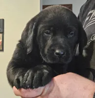 Light Blue Collar Male, a male Labrador Retriever for sale in Yakima, WA – Photo 3 of 6