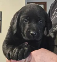 Light Blue Collar Male, a male Labrador Retriever for sale in Yakima, WA – Photo 2 of 6