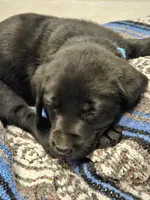 Light Blue Collar Male, a male Labrador Retriever for sale in Yakima, WA – Photo 5 of 6