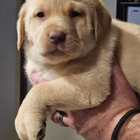 Black Collar Male, a male Labrador Retriever for sale in Yakima, WA – Photo 1 of 10