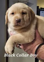 Black Collar Male, a male Labrador Retriever for sale in Yakima, WA – Photo 1 of 10