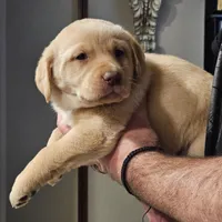 Black Collar Male, a male Labrador Retriever for sale in Yakima, WA – Photo 9 of 10