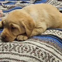 Black Collar Male, a male Labrador Retriever for sale in Yakima, WA – Photo 2 of 10