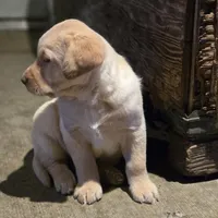 Black Collar Male, a male Labrador Retriever for sale in Yakima, WA – Photo 4 of 10