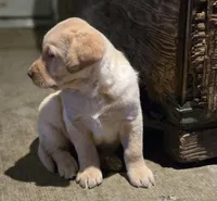 Black Collar Male, a male Labrador Retriever for sale in Yakima, WA – Photo 4 of 10