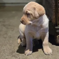 Black Collar Male, a male Labrador Retriever for sale in Yakima, WA – Photo 3 of 10
