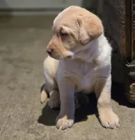 Black Collar Male, a male Labrador Retriever for sale in Yakima, WA – Photo 3 of 10