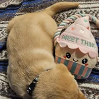 Black Collar Male, a male Labrador Retriever for sale in Yakima, WA – Photo 5 of 10