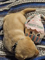 Black Collar Male, a male Labrador Retriever for sale in Yakima, WA – Photo 5 of 10