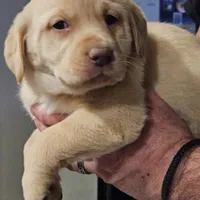 Black Collar Male, a male Labrador Retriever for sale in Yakima, WA – Photo 7 of 10
