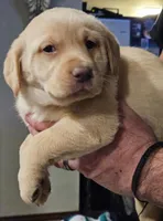 Black Collar Male, a male Labrador Retriever for sale in Yakima, WA – Photo 7 of 10