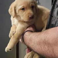 Black Collar Male, a male Labrador Retriever for sale in Yakima, WA – Photo 8 of 10