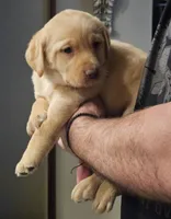 Black Collar Male, a male Labrador Retriever for sale in Yakima, WA – Photo 8 of 10