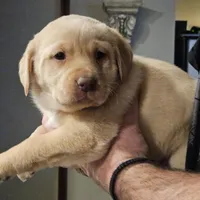 Black Collar Male, a male Labrador Retriever for sale in Yakima, WA – Photo 6 of 10