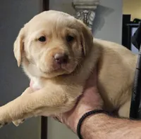 Black Collar Male, a male Labrador Retriever for sale in Yakima, WA – Photo 6 of 10