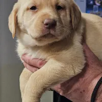 Black Collar Male, a male Labrador Retriever for sale in Yakima, WA – Photo 10 of 10
