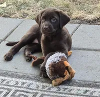 Lt Pink Collar Choc Female, a female Labrador Retriever for sale in Yakima, WA – Photo 6 of 8