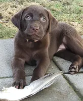 Lt Pink Collar Choc Female, a female Labrador Retriever for sale in Yakima, WA – Photo 1 of 8