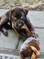 Lt Pink Collar Choc Female, a female Labrador Retriever for sale in Yakima, WA – Photo 3 of 8
