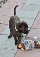 Lt Pink Collar Choc Female, a female Labrador Retriever for sale in Yakima, WA – Photo 8 of 8