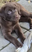 Lt Pink Collar Choc Female, a female Labrador Retriever for sale in Yakima, WA – Photo 4 of 8