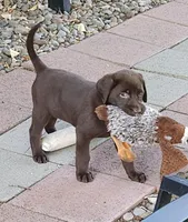 Lt Pink Collar Choc Female, a female Labrador Retriever for sale in Yakima, WA – Photo 5 of 8