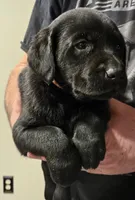 Orange Collar Male, a male Labrador Retriever for sale in Yakima, WA – Photo 8 of 9