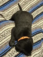 Orange Collar Male, a male Labrador Retriever for sale in Yakima, WA – Photo 2 of 9