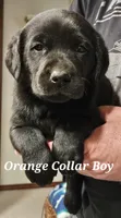 Orange Collar Male, a male Labrador Retriever for sale in Yakima, WA – Photo 1 of 9