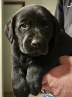 Orange Collar Male, a male Labrador Retriever for sale in Yakima, WA – Photo 6 of 9